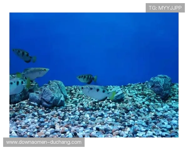 海洋之神电游游戏充值优惠活动和最新上线的海底神秘关卡介绍